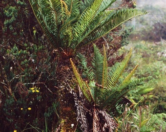 TREE FERN Cyclad Leaf Blechnum buchtienii, 20 Seeds Spores