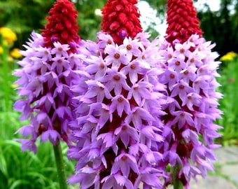 PRIMULA Vialii Wildflower Hardy Perennial Spikes Pink Spring Blooming, 15 Seeds