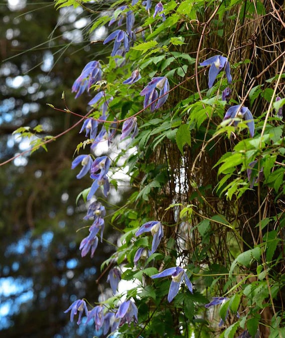 Alpine Plants For Sale Canada