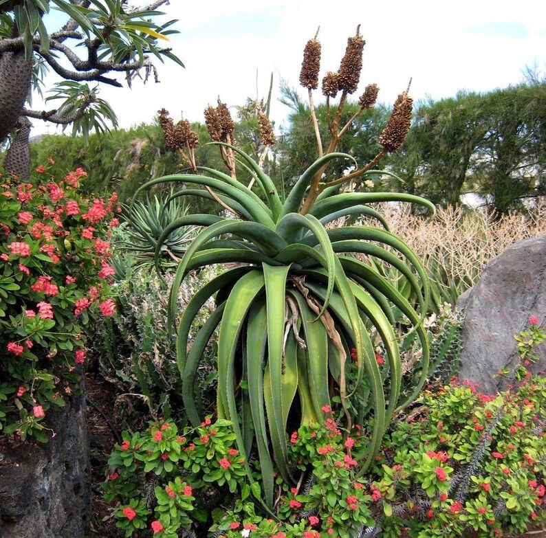GIANT MADAGASCAR ALOE Malagasy Tree Vaombe 5 Seeds | Etsy