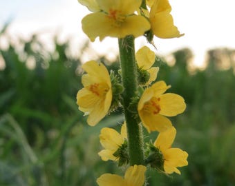 FRAGRANT AGRIMONY Agrimonia procera Perennial 5 Seeds