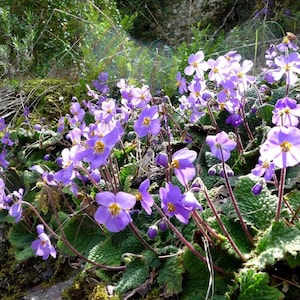 HARDY AFRICAN VIOLET Ramonda Perennial Myconi Pyrenean Rosette Mullein 10 Seeds image 2