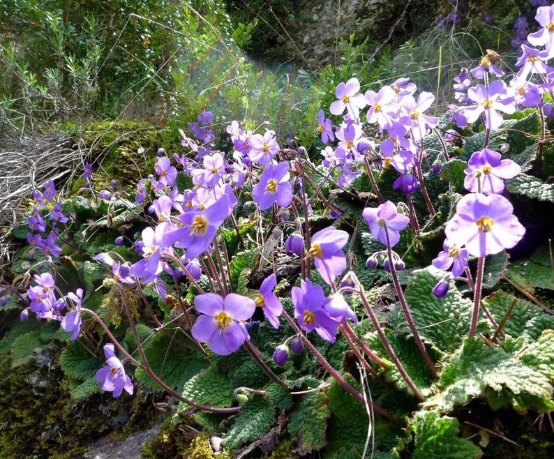 HARDY AFRICAN VIOLET Ramonda Perennial Myconi Pyrenean Rosette Mullein 10 Seeds image 2