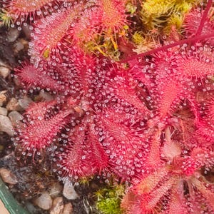 Peut inclure: Gros plan d'une plante carnivore, la droséra, avec des feuilles rouges épineuses et vibrantes, recouvertes de gouttelettes scintillantes. La plante est entourée de mousse verte et de petits cailloux, créant une scène naturelle texturée. La plante est dans un pot vert.