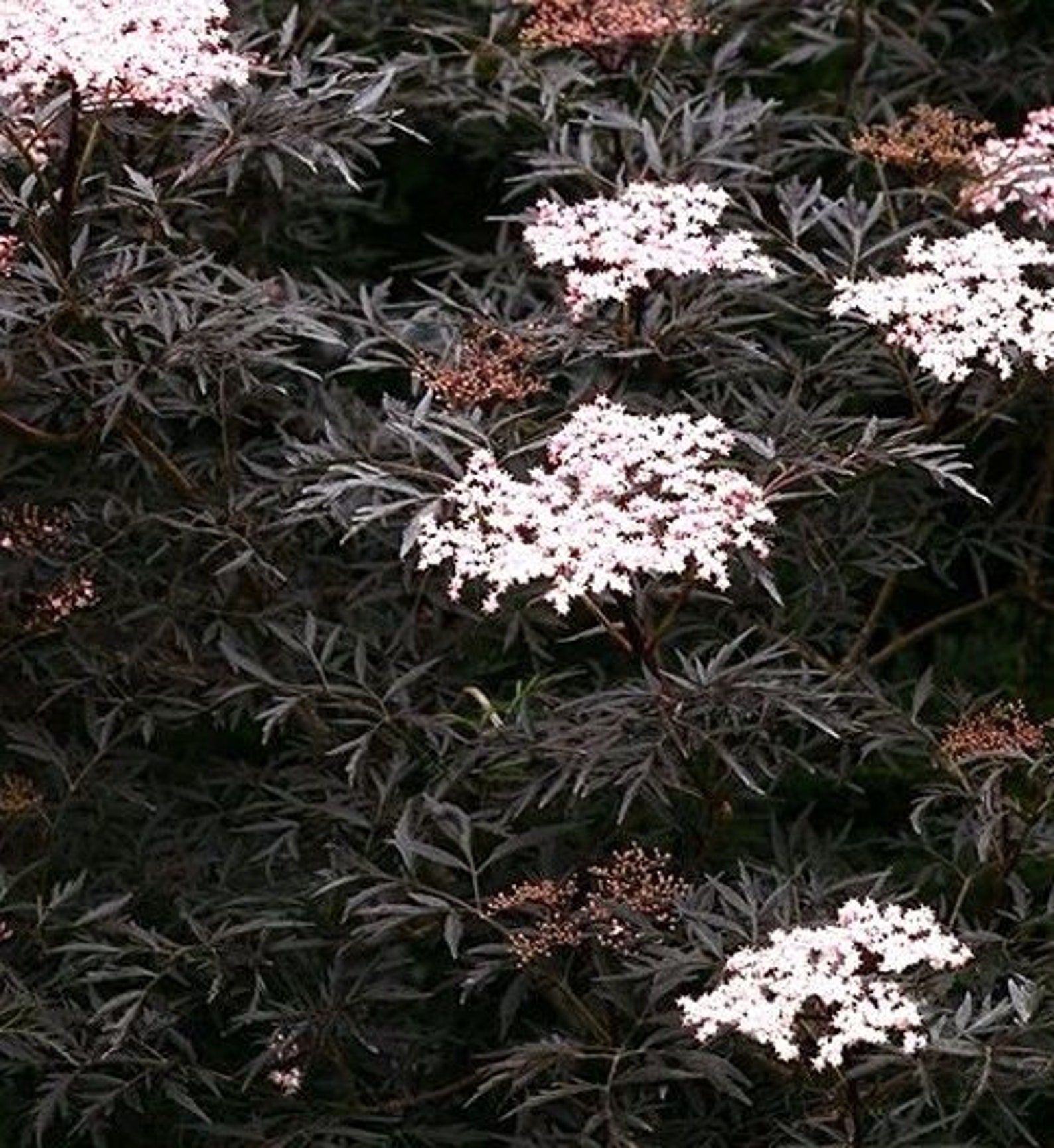 BLACK COW PARSLEY Anthriscus Sylvestris Ravenswing 10 Seeds Etsy Canada