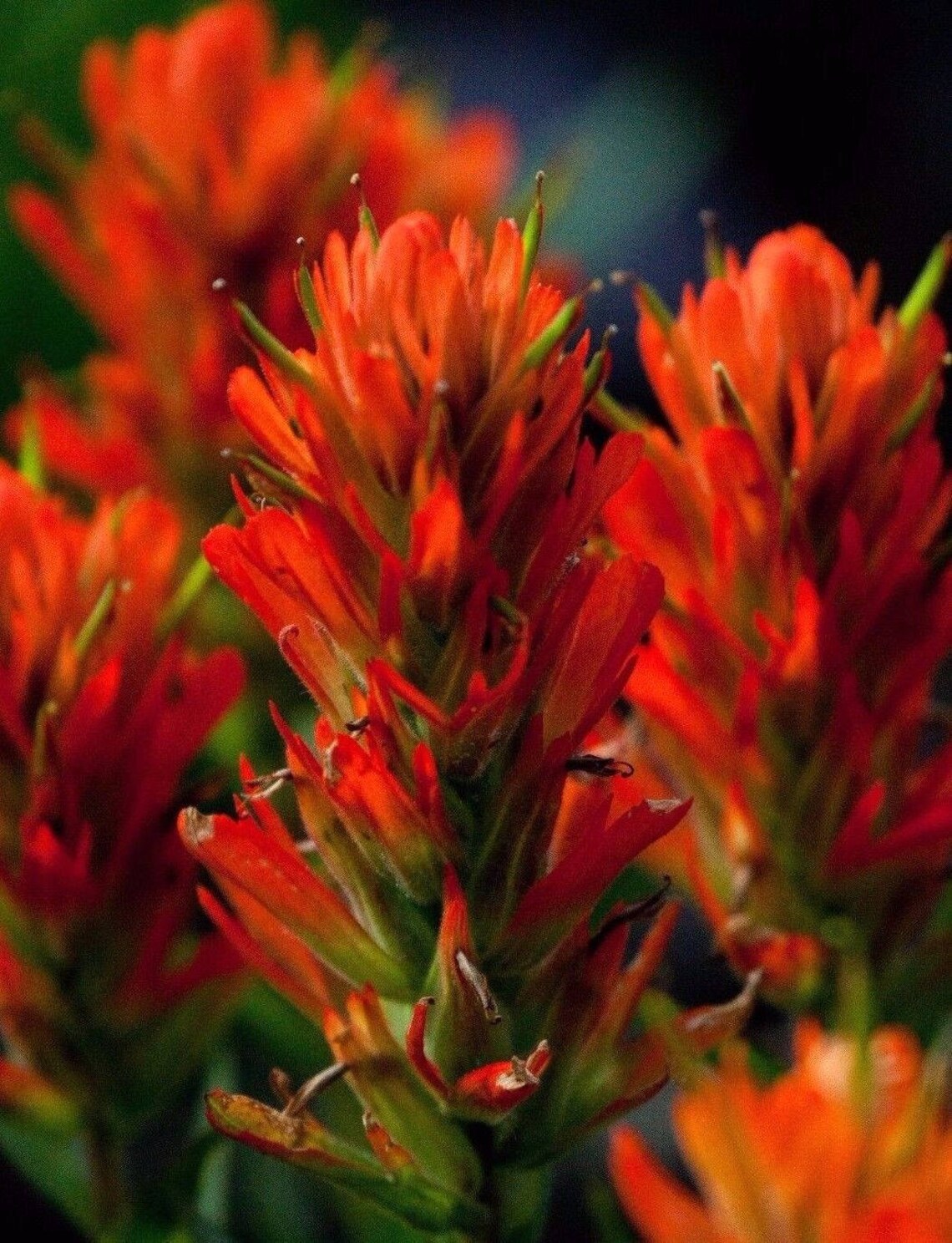 INDIAN PAINTBRUSH Castilleja Coccinea Orange Red Wildflower Etsy Canada