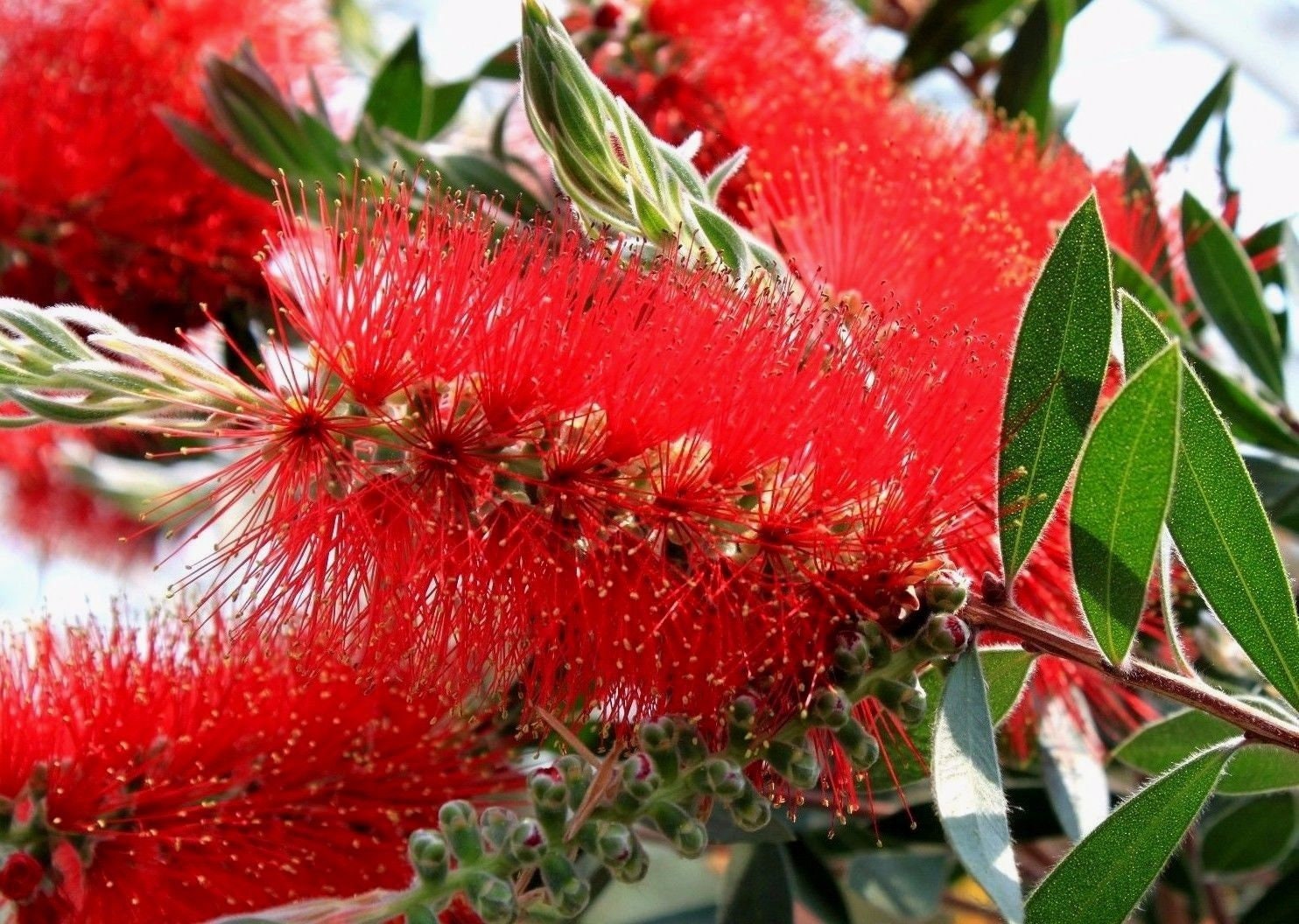 BOTTLEBRUSH TREE Hardy Shrub Red Unique Bottle Brush Etsy