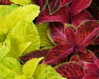 COLEUS GOLDEN YELLOW Annual Foliage Plant Bright Colours, 10 Seeds