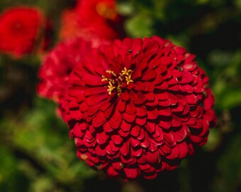 GIANT RED ZINNIA Benarys Giant Deep Red Hybrid Tall, 10 Seeds