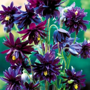 BORDEAUX BARLOW Columbine Aquilegia Double Perennial 10 Seeds