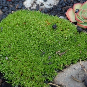 NEW ZEALAND MOSS Two Flowered Knawel Scleranthus Biflorus Groundcover Gnarled Cushion Mat 5 Seeds image 1