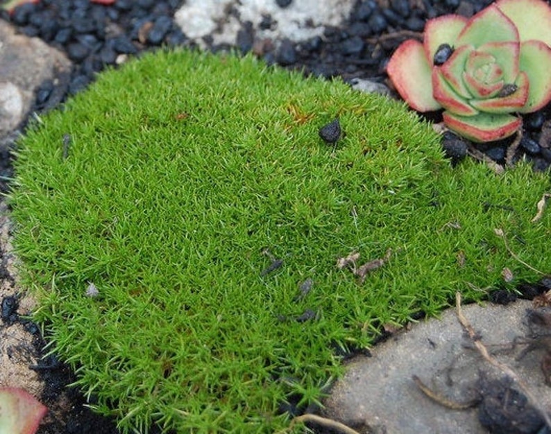 NEW ZEALAND MOSS Two Flowered Knawel Scleranthus Biflorus Groundcover Gnarled Cushion Mat 5 Seeds image 1