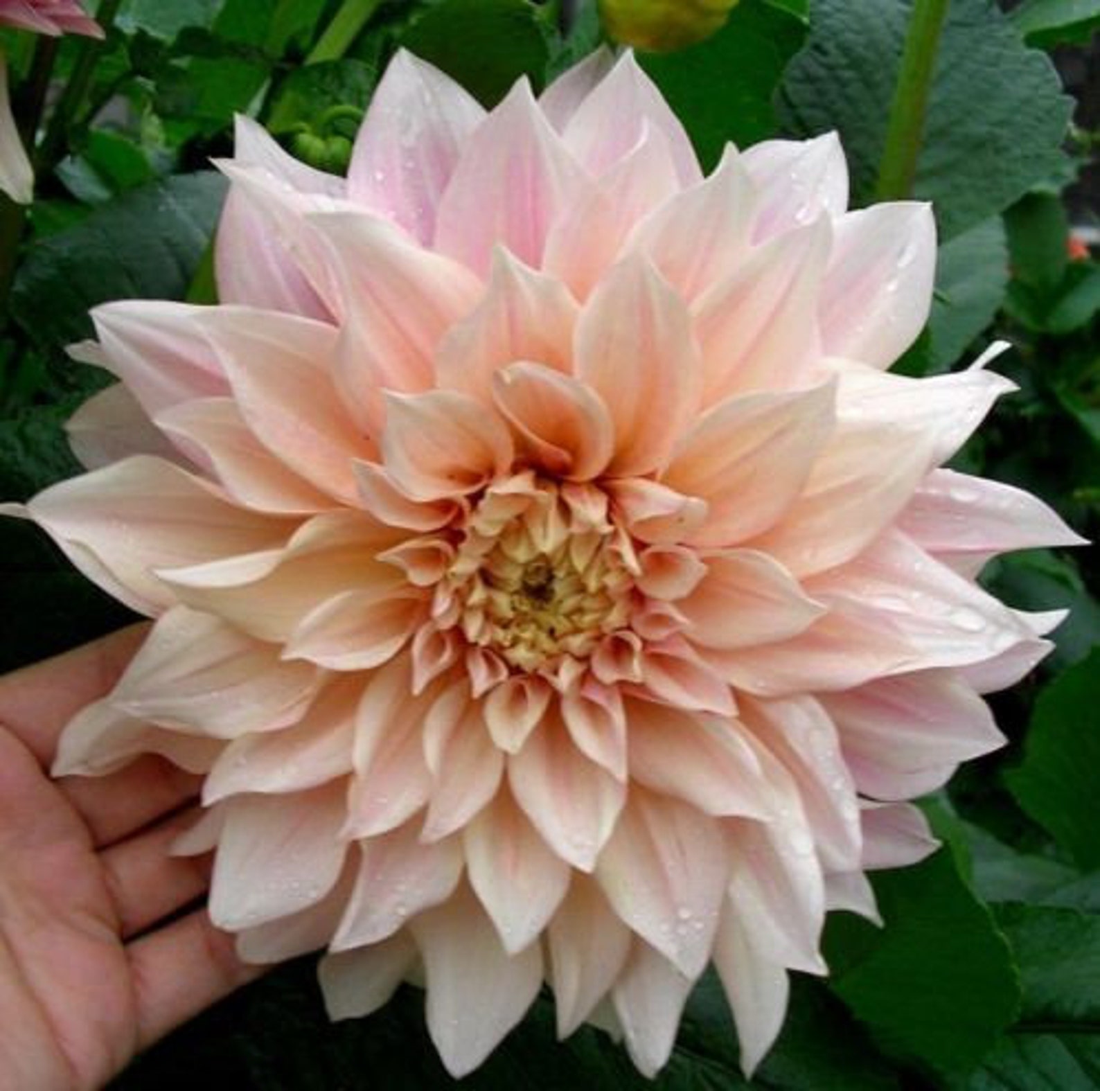 LARGE DOUBLE DAHLIA Dinnerplate Giant Huge Tall Grandiflora 10 Etsy