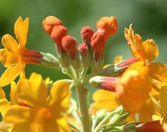 Orange & Red Mix PRIMULA CANDELABRA Layered Bulleyana Hardy Perennial Primrose 20 Seeds