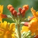 see more listings in the Perennials section