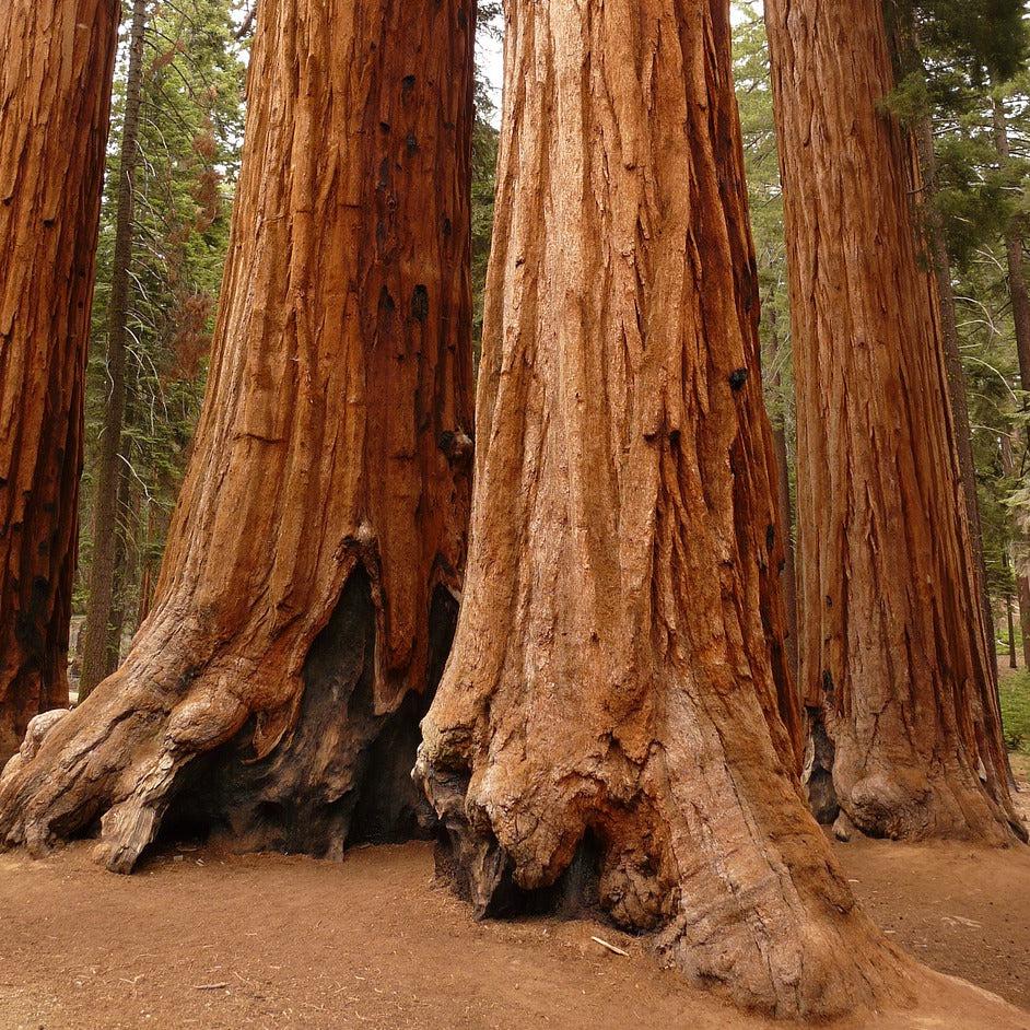 REDWOOD CALIFORNIA COASTAL Sequoia Sempervirens Huge Large Hardy