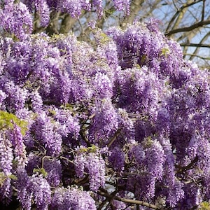 WISTERIA TREE Rhodesian Wisteria Tree Exotic Shrub Violet Blue Bolusanthus speciosus, 25 Seeds