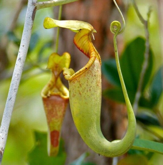 RAFFLES PITCHER PLANT Nepenthes Rafflesiana 5 Seeds RAFFLES PITCHER PLANT Nepenthes Rafflesiana 5 Seeds