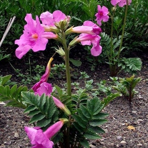 HARDY GLOXINIA Incarvillea Delavayi Rose Pink Perennial Zone 5 10 Seeds image 2