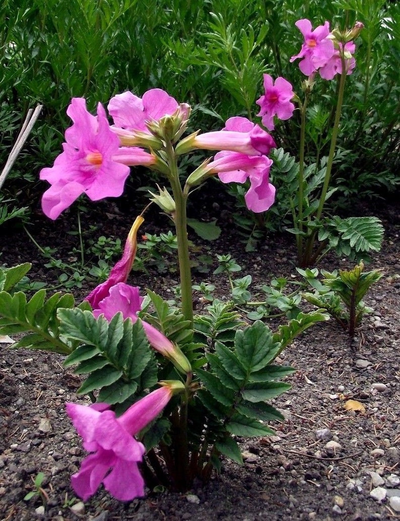 HARDY GLOXINIA Incarvillea Delavayi Rose Pink Perennial Zone 5 10 Seeds image 2