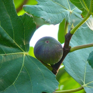 Peut inclure: Une figue verte unique poussant sur une branche de figuier. La figue est ronde et de couleur vert foncé. Les feuilles du figuier sont vertes et ont une surface texturée.