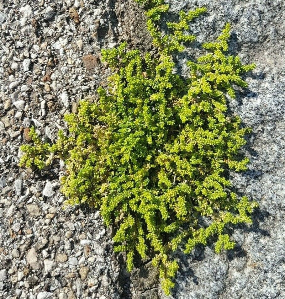 GREEN CARPET Rupturewort Herniaria Glabra Ground Cover 20 Etsy