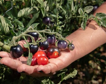 LITTLE RED N' BLACK Tomato Small Sweet Cherry Solanum lycopersicum, 10 Seeds