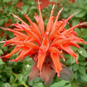 Mix MONARDA BEE BALM Didyma Bergamot Perennial Pollinators 10 Seeds