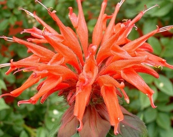 Mix MONARDA BEE BALM Didyma Bergamot Perennial Pollinators 10 Seeds