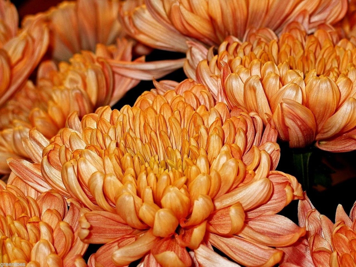 HARDY CHRYSANTHEMUM Garden Mums Indicum Mix Large Variety Etsy Canada