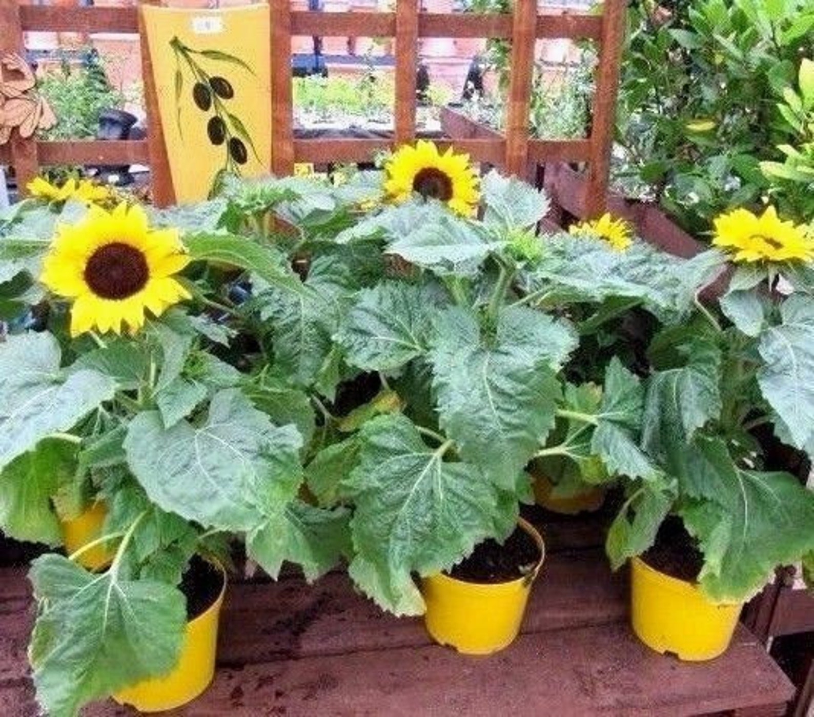 подсолнух рассада. подсолнух рассада. подсолнух патио. подсолнечник однолетний. подсолнух рассада.