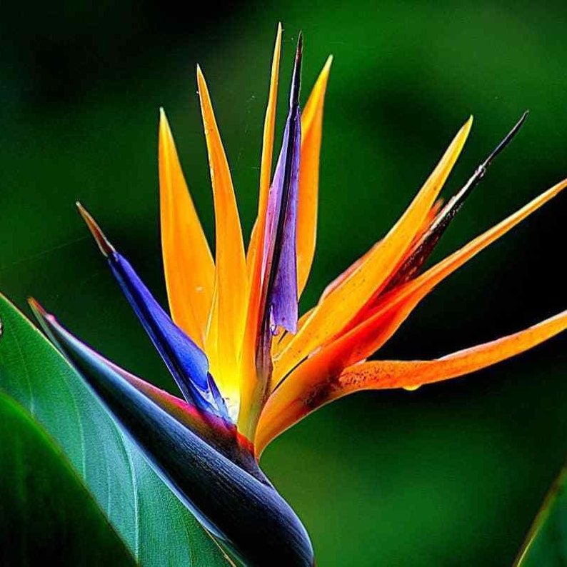 BIRD OF PARADISE Strelitzia Reginae Tropical Perennial | Etsy