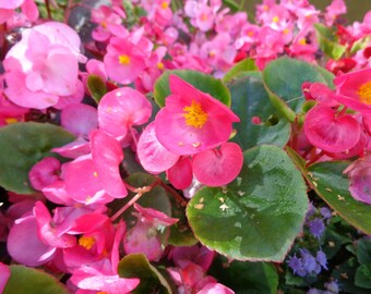 BIG BEGONIA - Pink With Green Leaf, Benariensis, 5 Pelleted Seeds