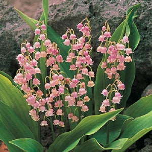 PINK LILY Of The VALLEY Fragrant Perennial Wildflower Shade Bells Convallaria Majalis 3 Seeds