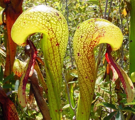 COBRA LILY DARLINGTONIA California Pitcher Plant Californica 