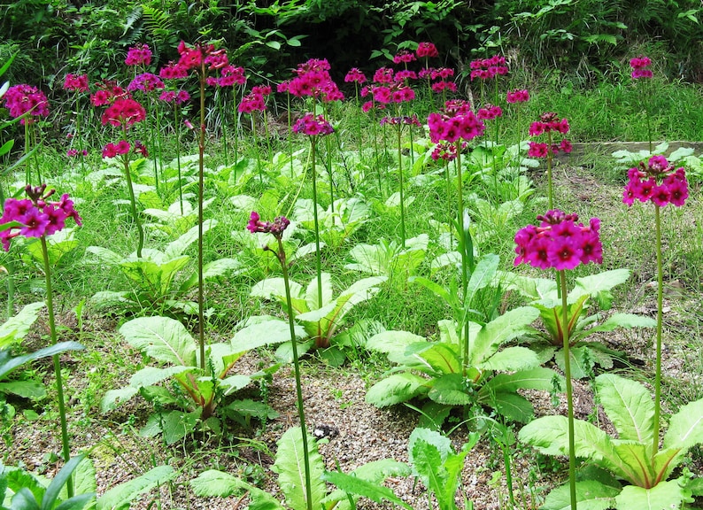 JAPANESE PRIMROSE Primula Japonica Hardy Perennial, 10 Seeds image 4