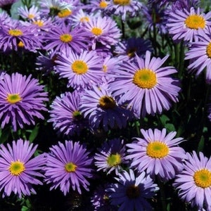 ALPINE ASTER Alpinus Dwarf Compact Miniature Hardy Perennial 20 Seeds image 7