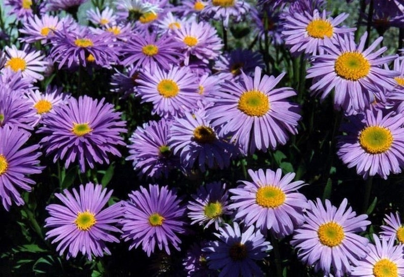 ALPINE ASTER Alpinus Dwarf Compact Miniature Hardy Perennial 20 Seeds image 7