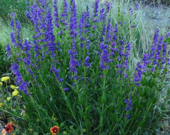 BLUE PENSTEMON Rocky Mountain Beardtongue Strictus Rocky Mountain Wildflower 20 Seeds