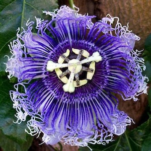 Hardy PURPLE PASSION FLOWER Vine Passiflora Incarnata Climbing Vine 5 Seeds image 1