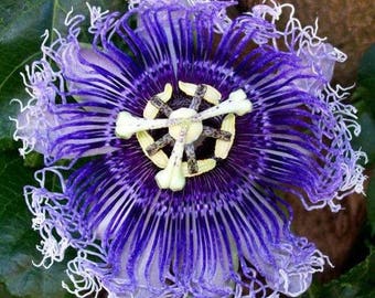 Hardy PURPLE PASSION FLOWER Vine Passiflora Incarnata Climbing Vine 5 Seeds