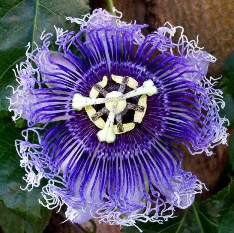 Hardy PURPLE PASSION FLOWER Vine Passiflora Incarnata Climbing Vine 5 Seeds image 1