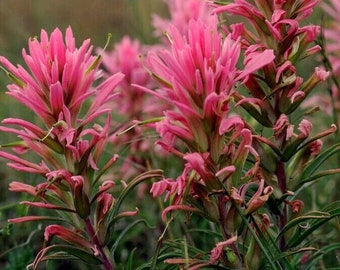 DOWNY PAINTED CUP Castilleja Sessiliflora Indian Hardy Perennial Hemiparasitic 40 Seeds