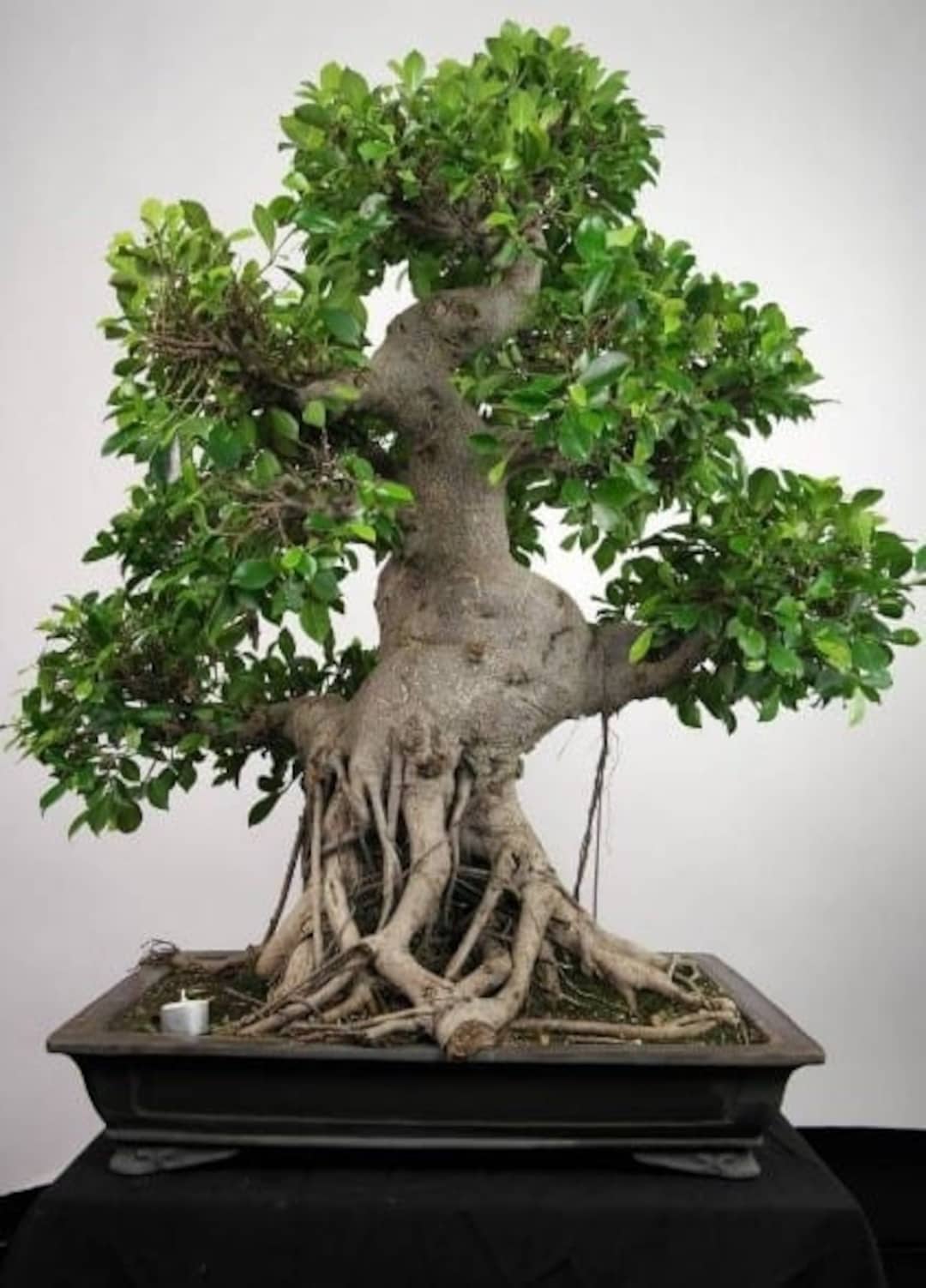 Bonsai SACRED FIG TREE Peepul Ficus Religiosa, 20 Seeds Etsy