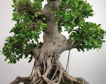 Bonsai SACRED FIG TREE Peepul Ficus Religiosa, 20 Seeds