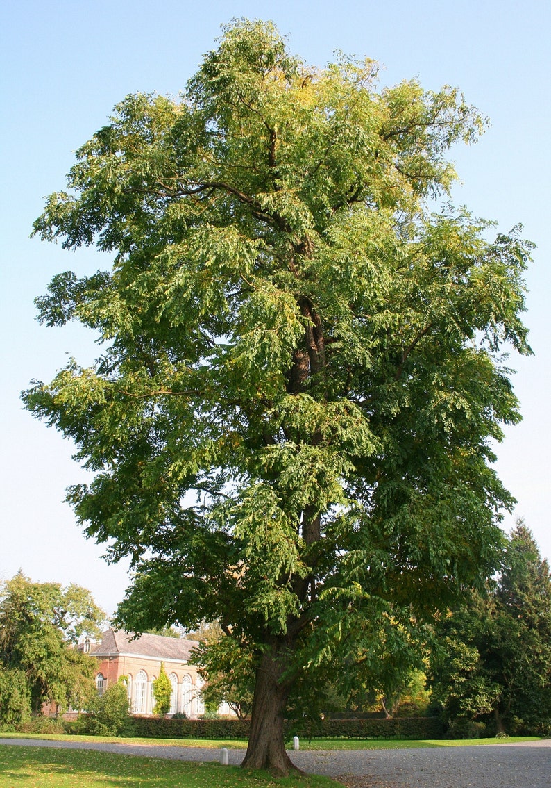 KENTUCKY COFFEE TREE Gymnocladus Dioicus, 2 Large Rare Seeds image 1