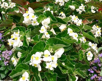 BEGONIA 'GROOVY WHITE' Boliviensis, 5 Pelleted Seeds
