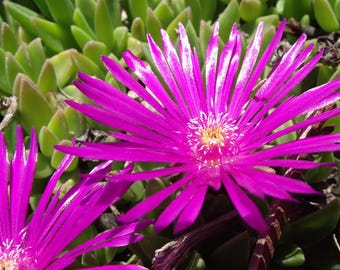 PERENNIAL ICE PLANT Pink Livingstone Daisy Delosperma Mix Dry Hot Iceplant, 50 Seeds