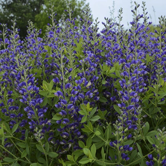 BLUE INDIGO Baptisia Australis Perennial 10 Seeds