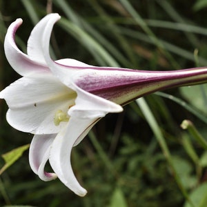 FORMOSA LILY Fragrant Tall White Pink Lilium Formosanum 5 Rare Seeds image 2